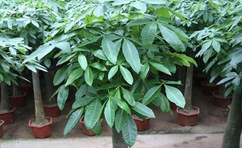 綠植室內(nèi)最好養(yǎng)的是哪幾種？